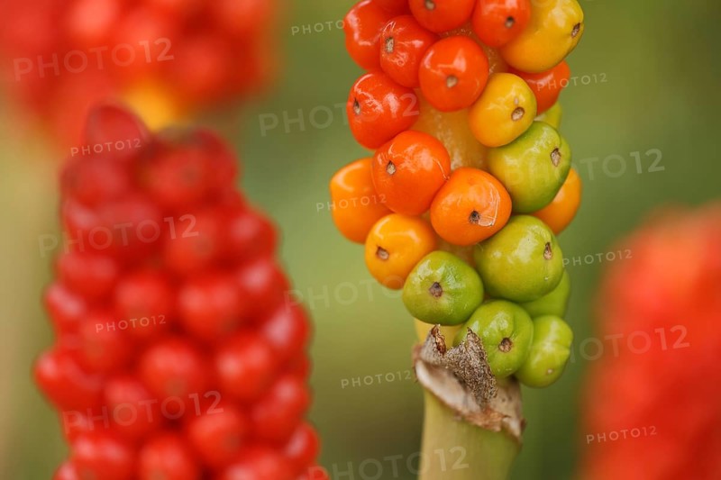 Common arum