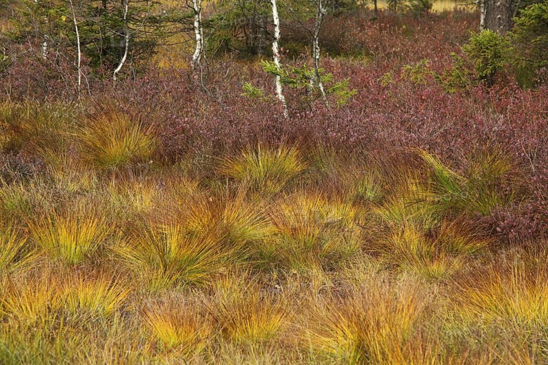 Landscape at the moor with tufts of grass from the Rostrotes Kopfried
