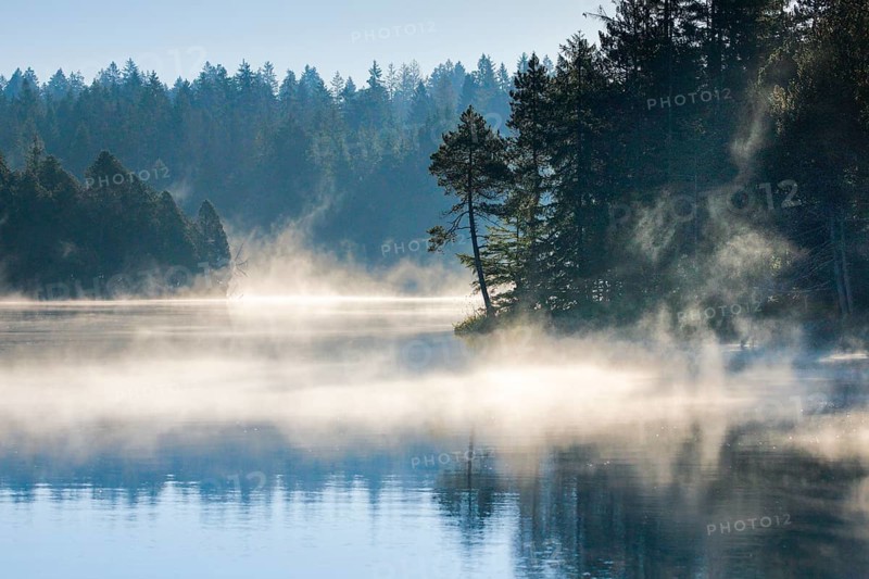 Pines and spruces line the shore of the mirror-smooth Etang de la Gruere moorland lake covered in mist in the canton of Jura