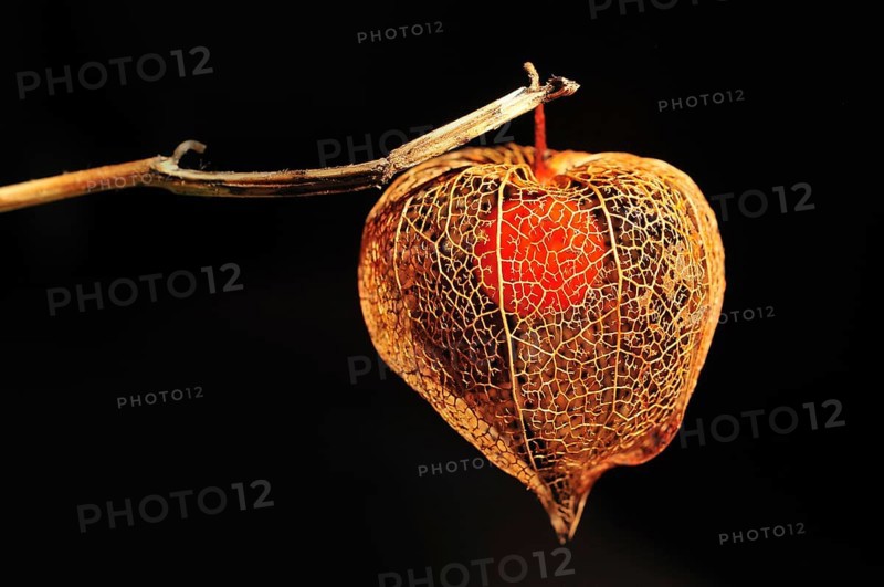 Cape gooseberry