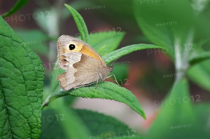 Meadow brown