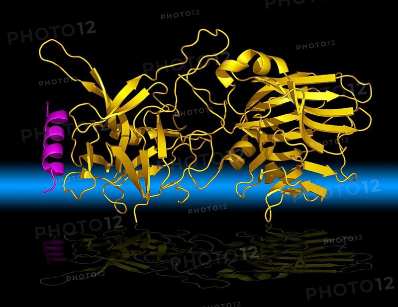 Botulinum neurotoxins