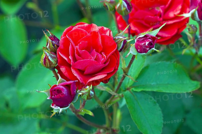 Bedding rose Allotria