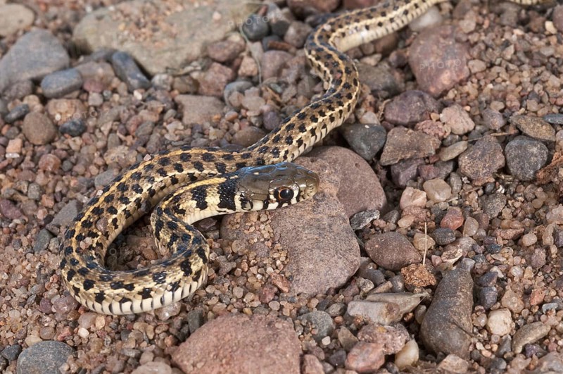 Checkered garter snake