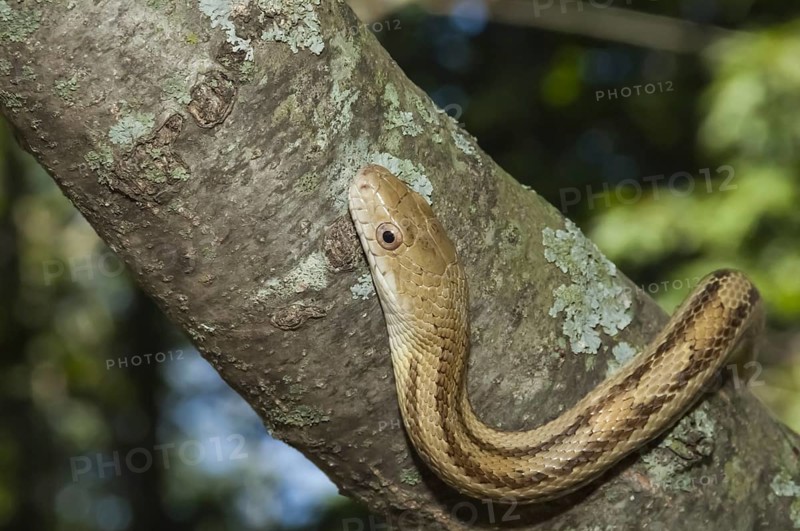 Yellow rat snake