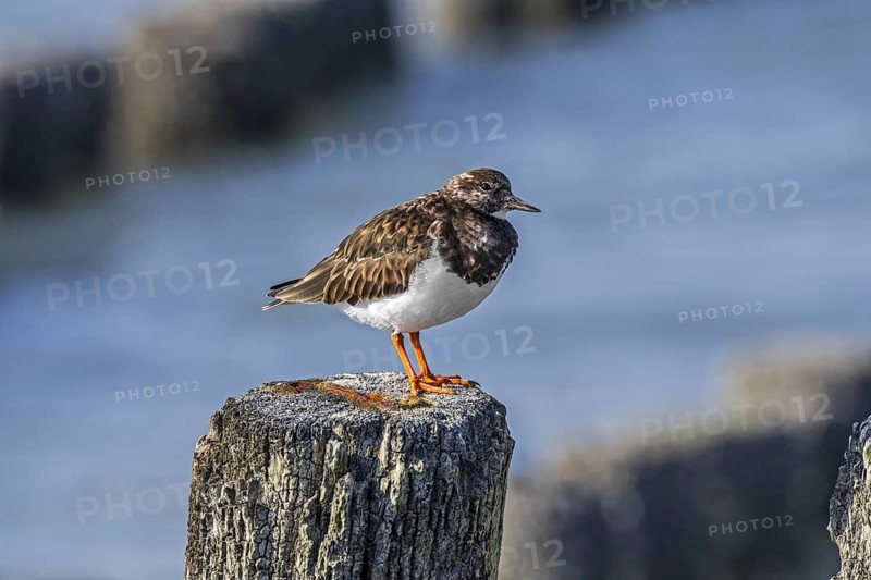 Ruddy turnstone