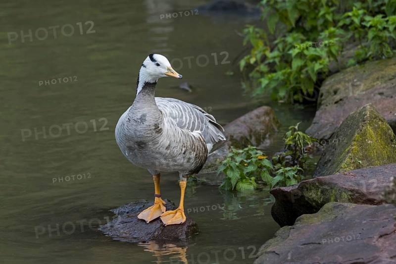 Bar-headed goose