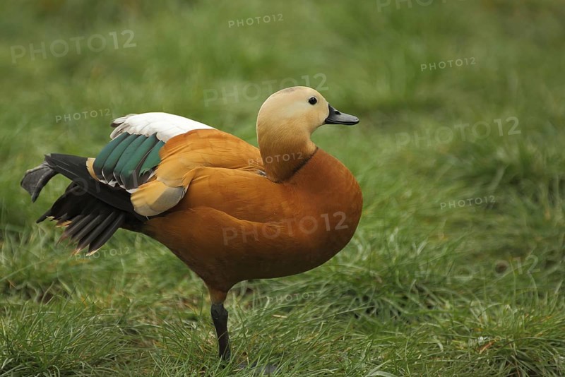 Ruddy Shelduck