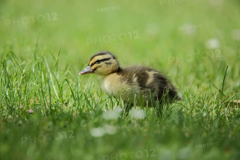 Chick Mallard