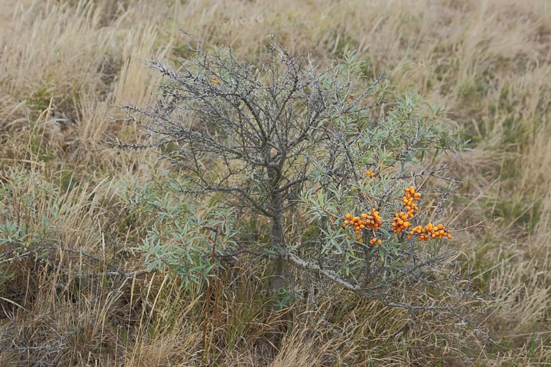 Bush common sea-buckthorn