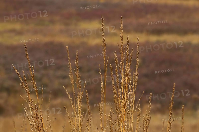 Purple moor grass