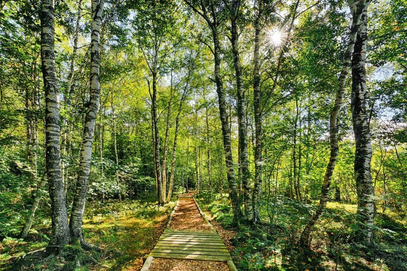 Forest path in the birch forest near Les Ponts-de-Martel in the canton of Neuchatel