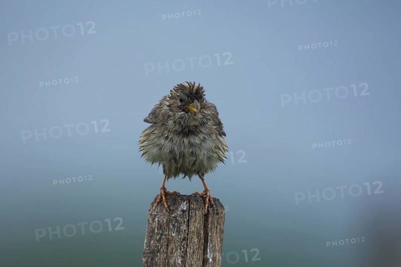 Corn Bunting
