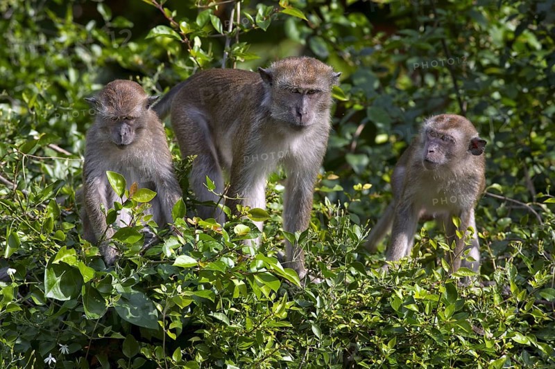 The Crab-eating Macaque