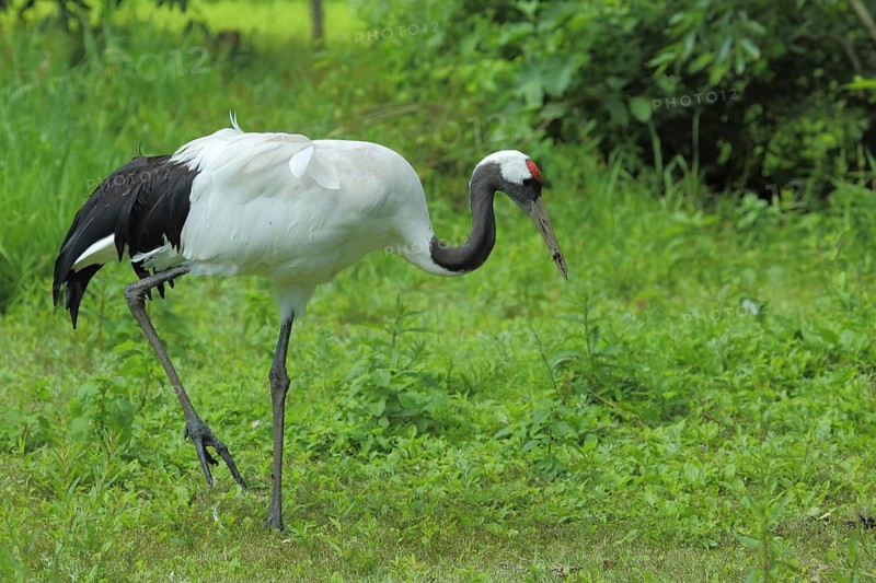 Red-crowned crane