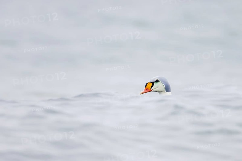 King eider