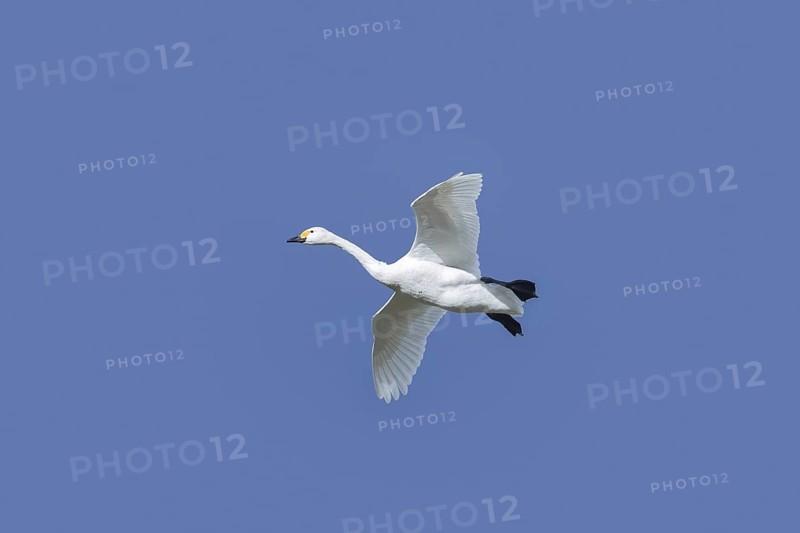 Tundra swan