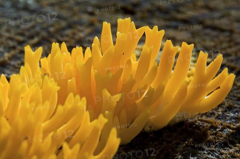 Yellow stagshorn