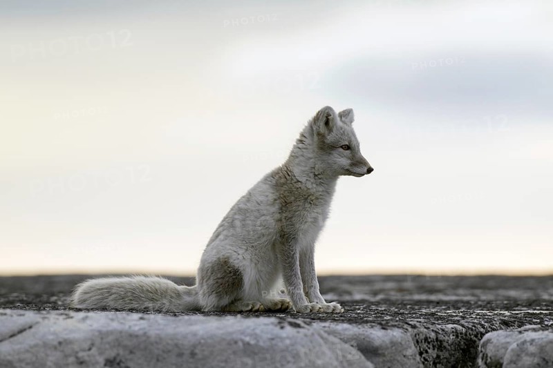 Arctic fox