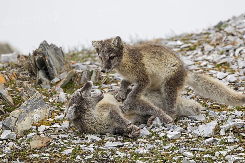 Two young Arctic foxes