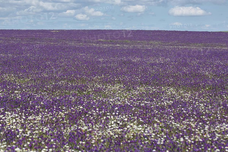 Landscape with purple and white flower meadow with purple viper's-bugloss