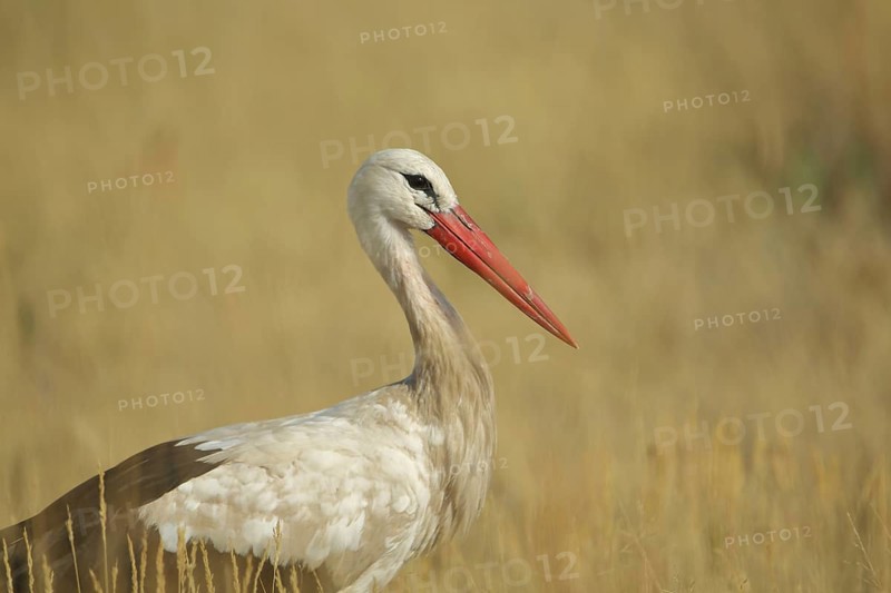 White Stork