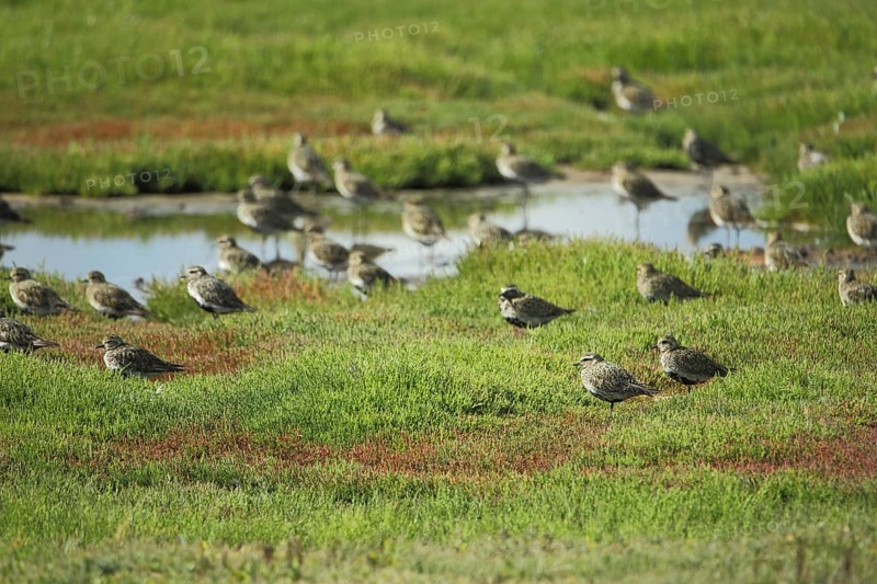 Troop of european golden plover