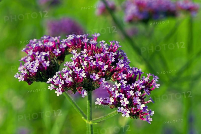 Common vervain