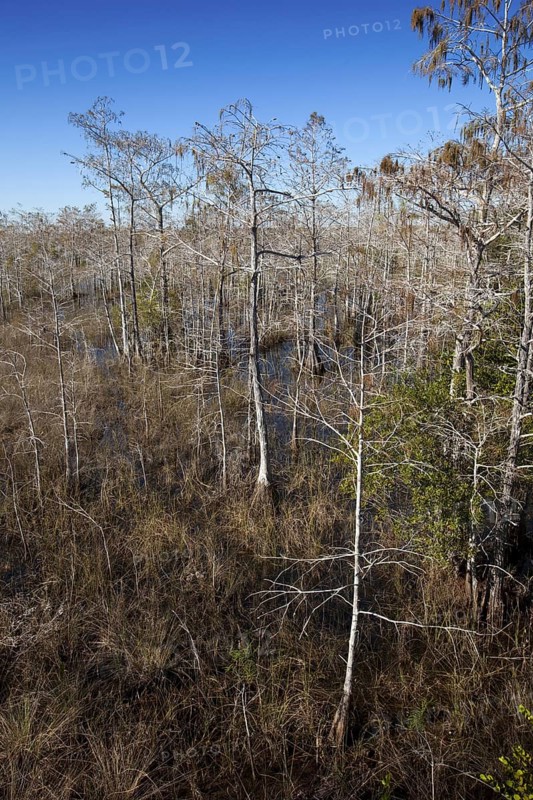 Bald Cypress Trees