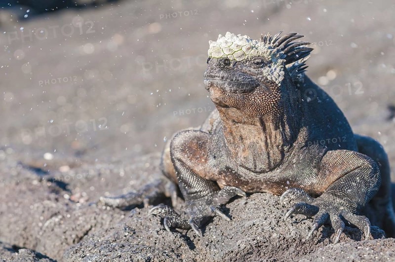 Marine iguana