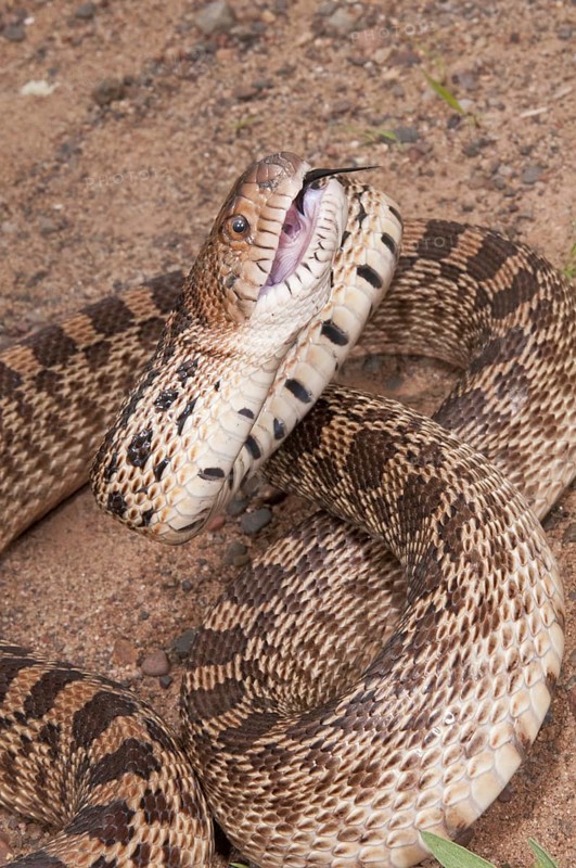 Texas bull snake