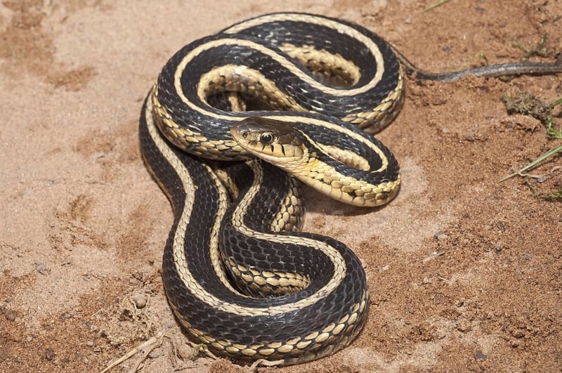Eastern garter snake