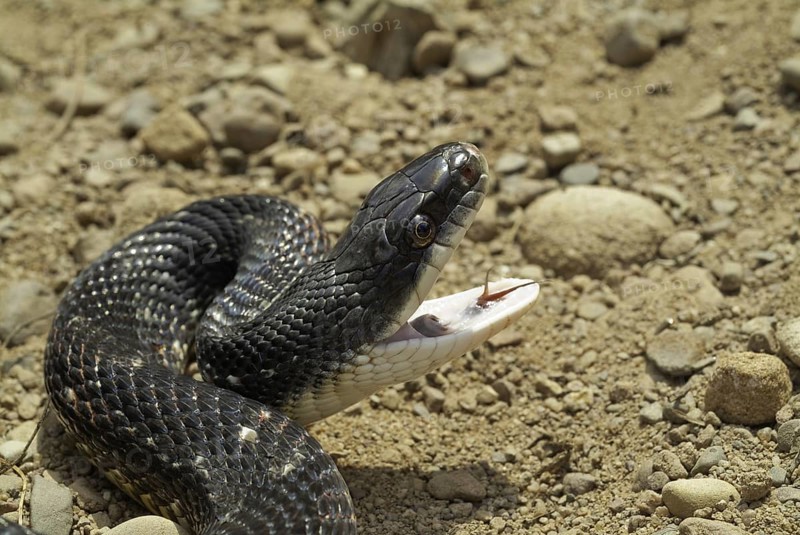 Black rat snake