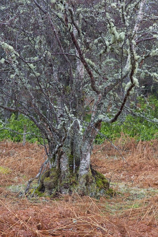 Silver birch