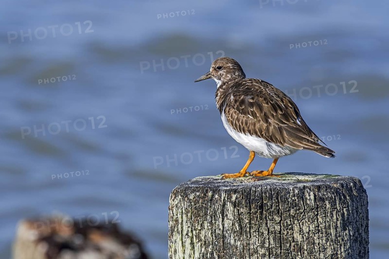Ruddy turnstone