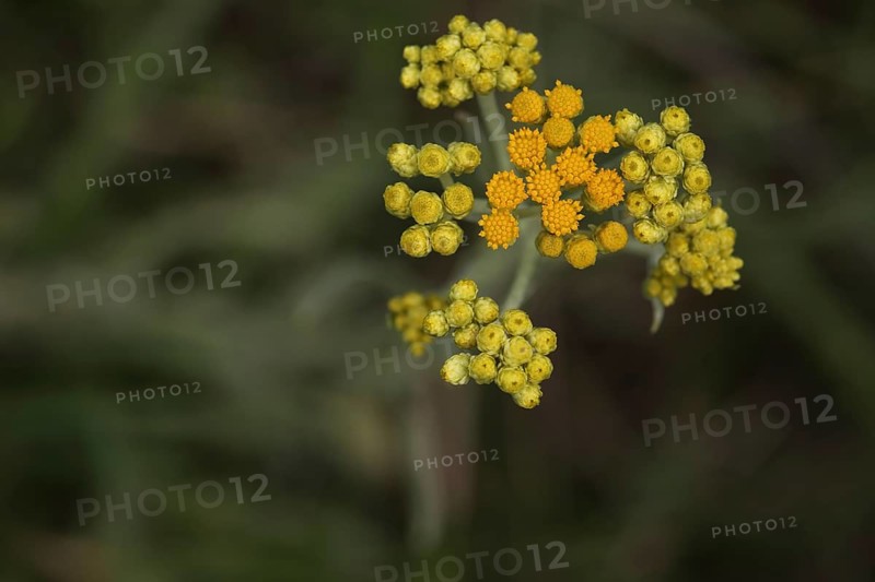 Immortelle