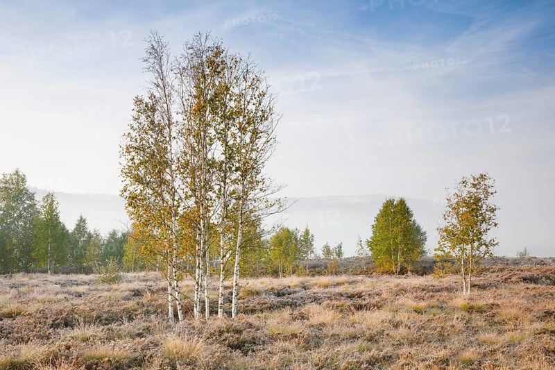 Morning autumn atmosphere with a few birch trees on the moor near Les Ponts-de-Martel