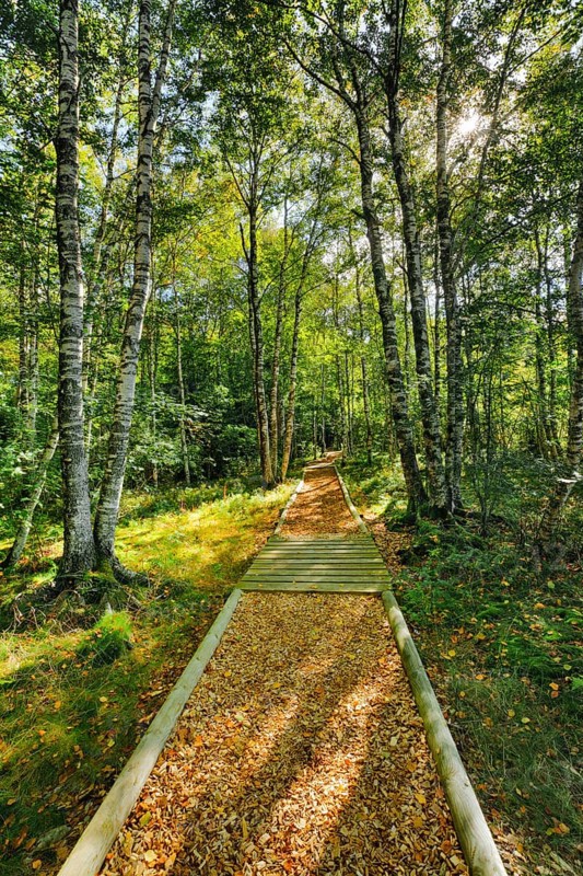 Forest path in the birch forest near Les Ponts-de-Martel in the canton of Neuchatel