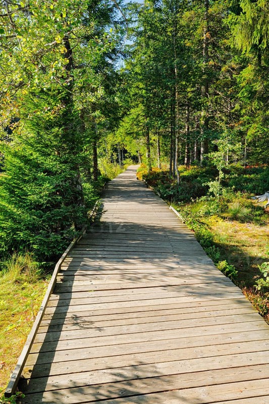 Wooden path in the forest along the Etang de la Gruere mire lake in the canton of Jura