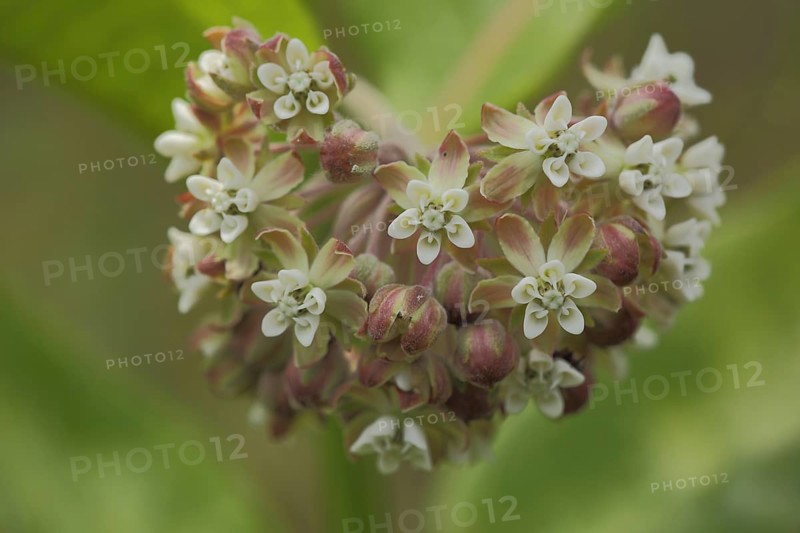 Common milkweed