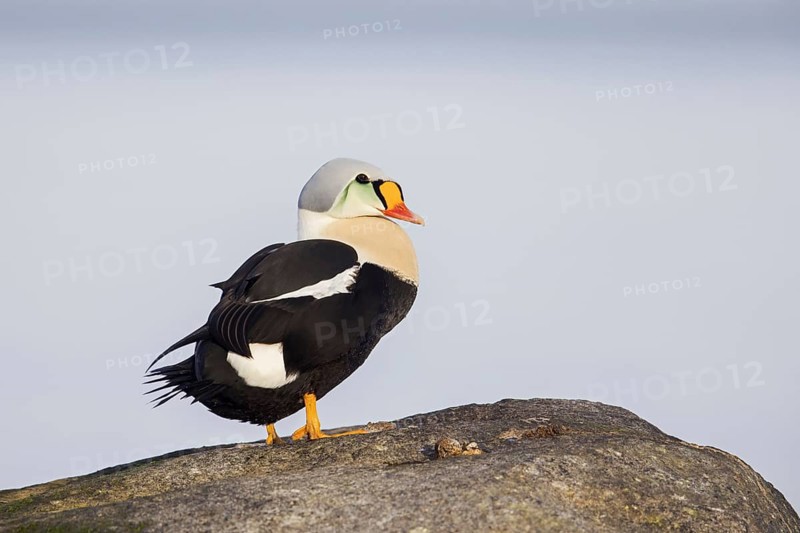 King eider