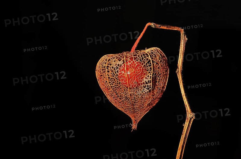 Cape gooseberry