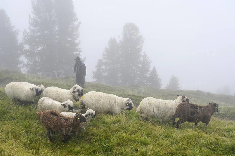 A shepherd with a flock of Valais black-nosed domestic sheep