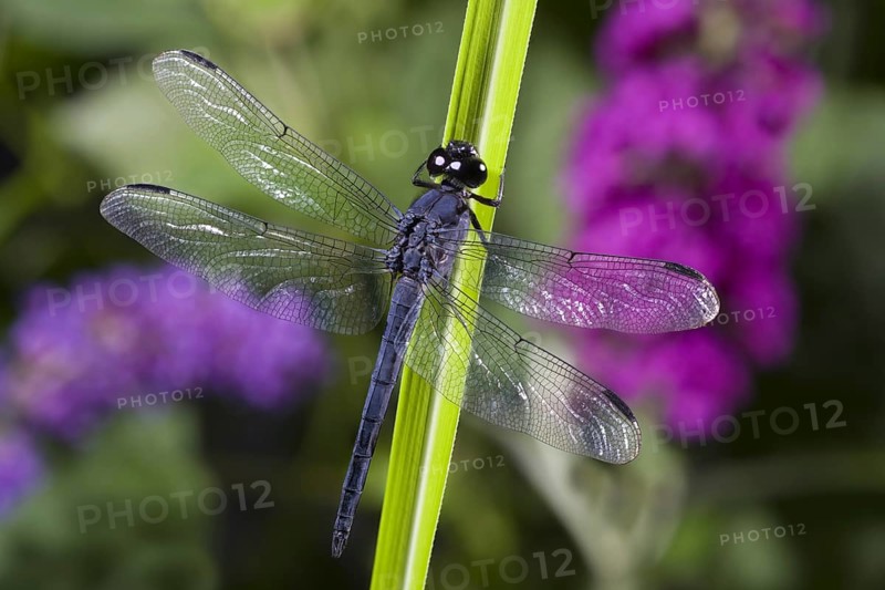 Dragonfly on Reed