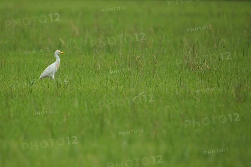 Cattle Egret