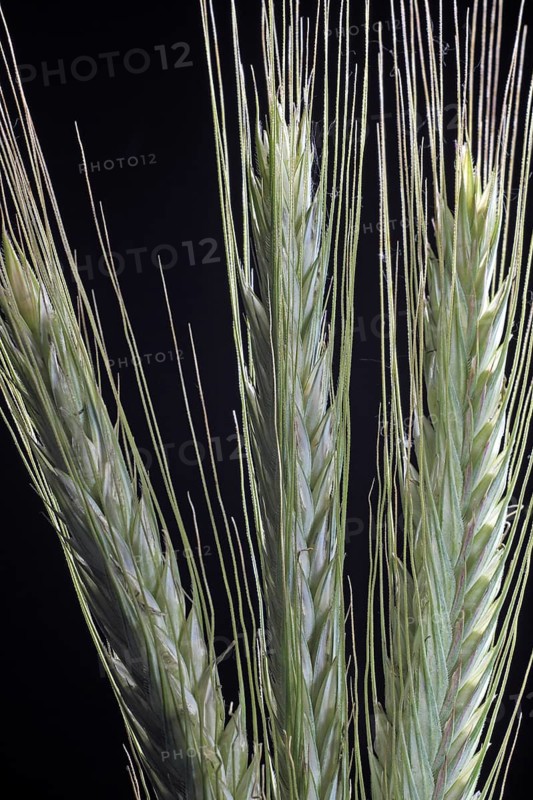 Rye