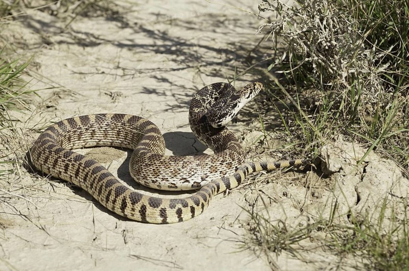 Bull snake