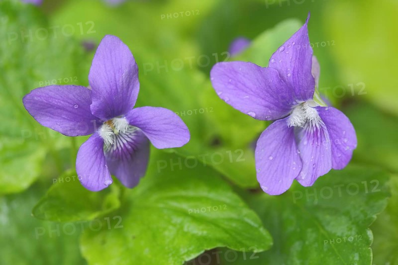Two flowers of the wood violet
