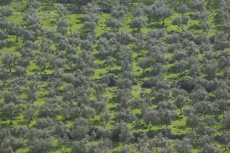 Dehesa with olive tree