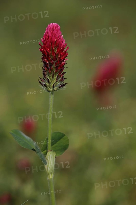 Red flower of crimson clover